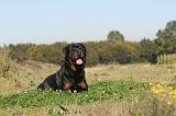 ROTTWEILER 135